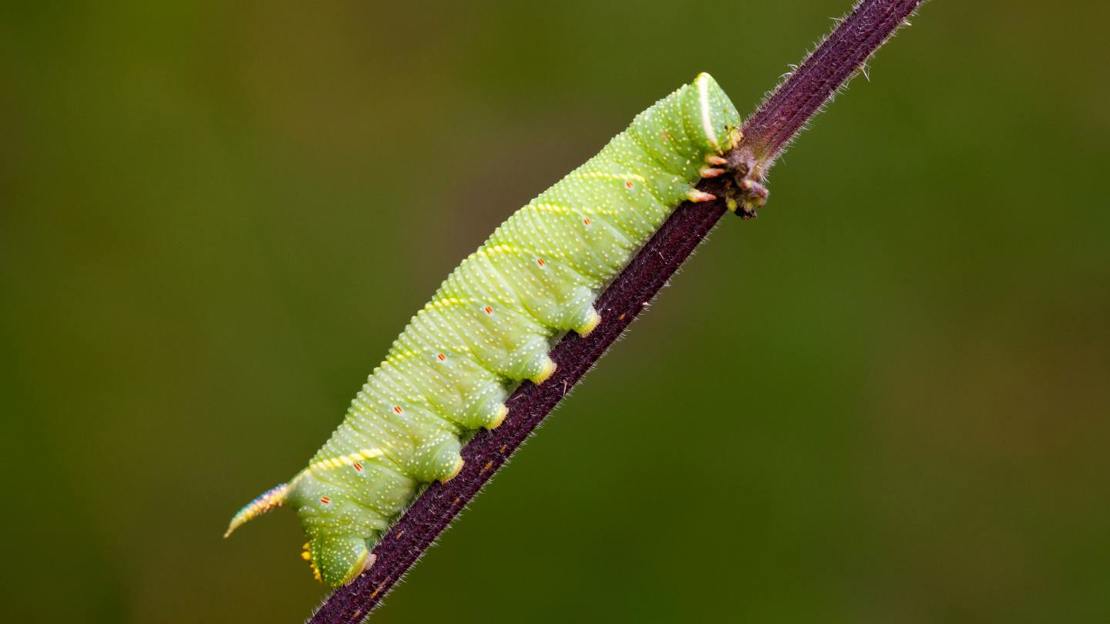 Hawk moth Caterpillar ID 8 UK Species Woodland Trust hawk-moth-caterpillar-id-8-uk-species-woodland-trust