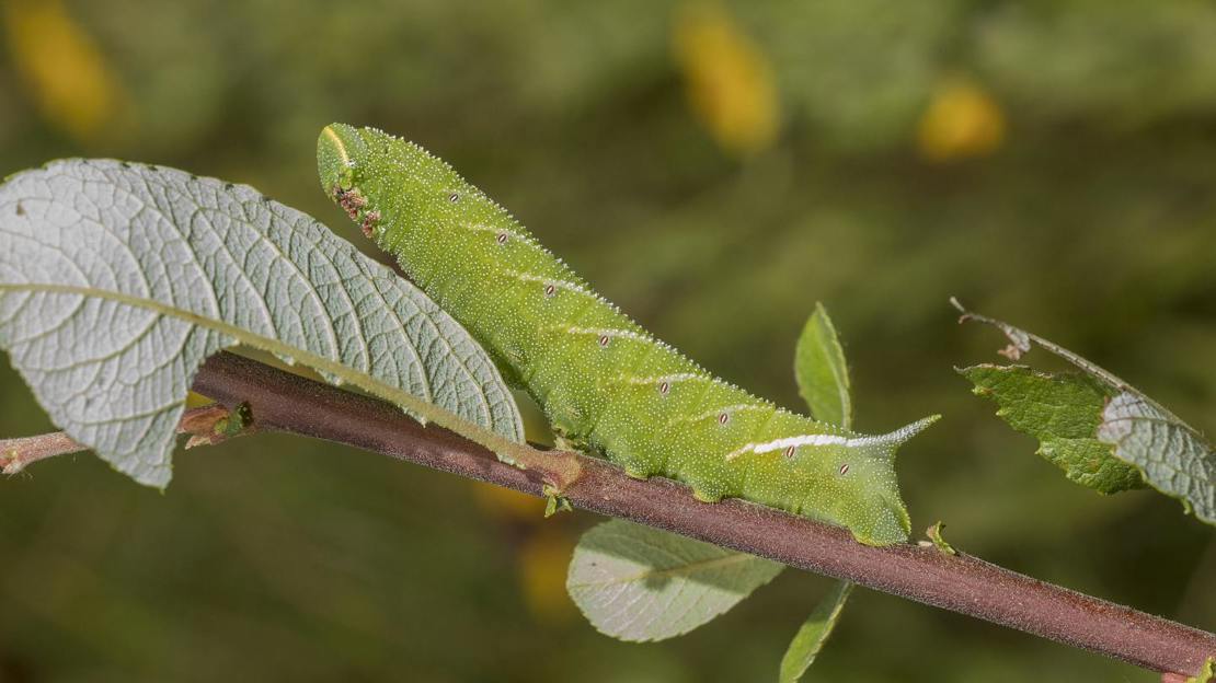 Eyed hawk-moth caterpillar on willow