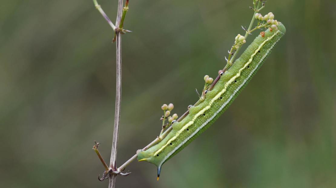 Hummingbird hawk-moth caterpillar