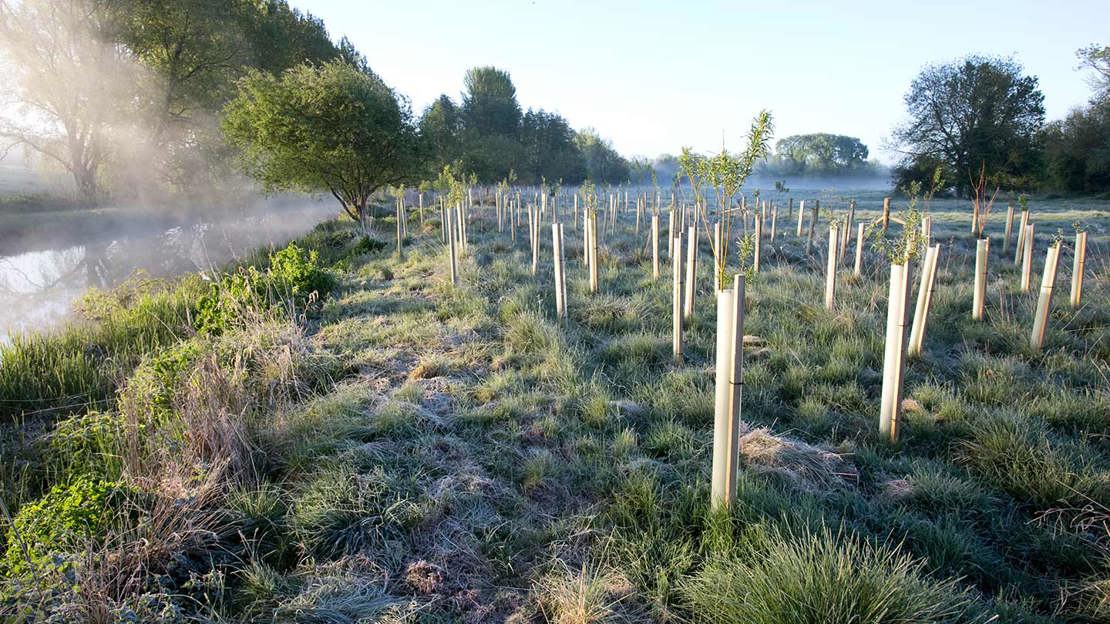 Saplings planted by a river bank
