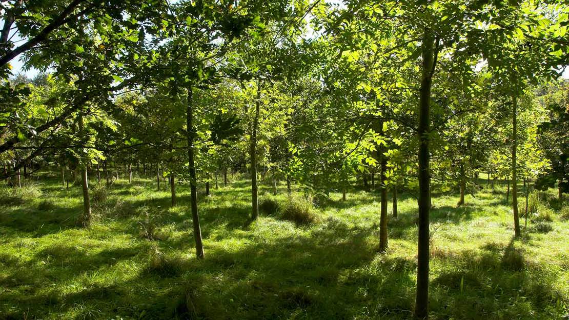 Young woodland in dappled sunlight