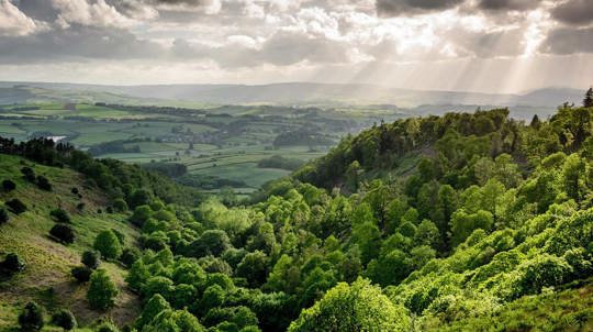 Sunlit wooded countryside
