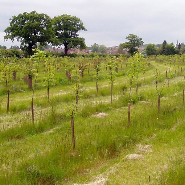 rows-of-newly-planted-saplings-1009619-w