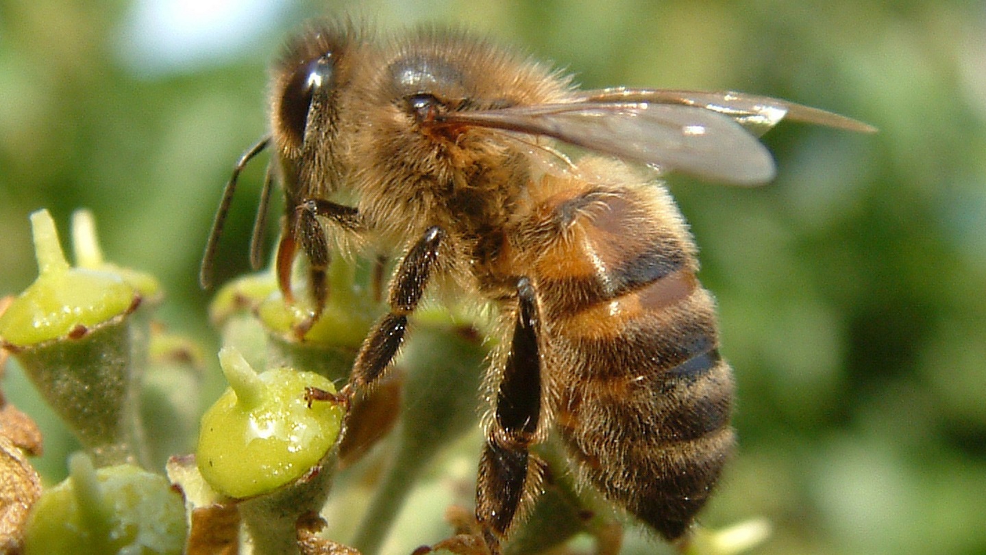 Is Ivy Poisonous? - Woodland Trust