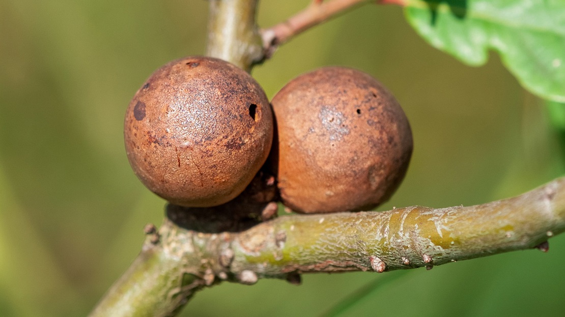 Gall Def 7 Galls to Spot This Year - Woodland Trust