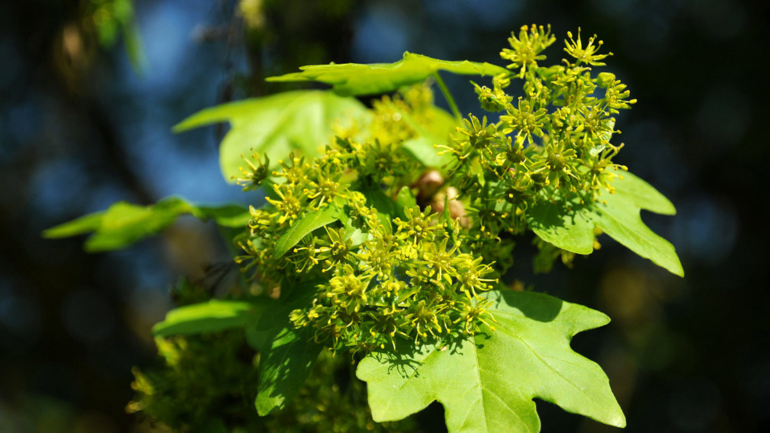 Field Maple (Acer campestre) British Trees Woodland Trust Field Maple (Acer campestre) British Trees Woodland Trust