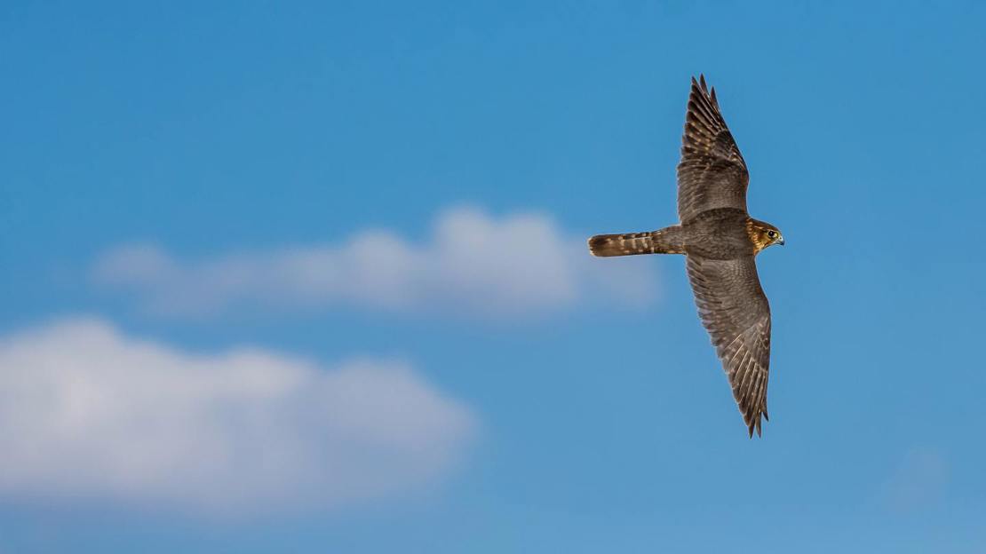 Merlin in flight