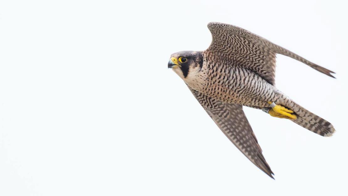 Peregrine falcon in flight