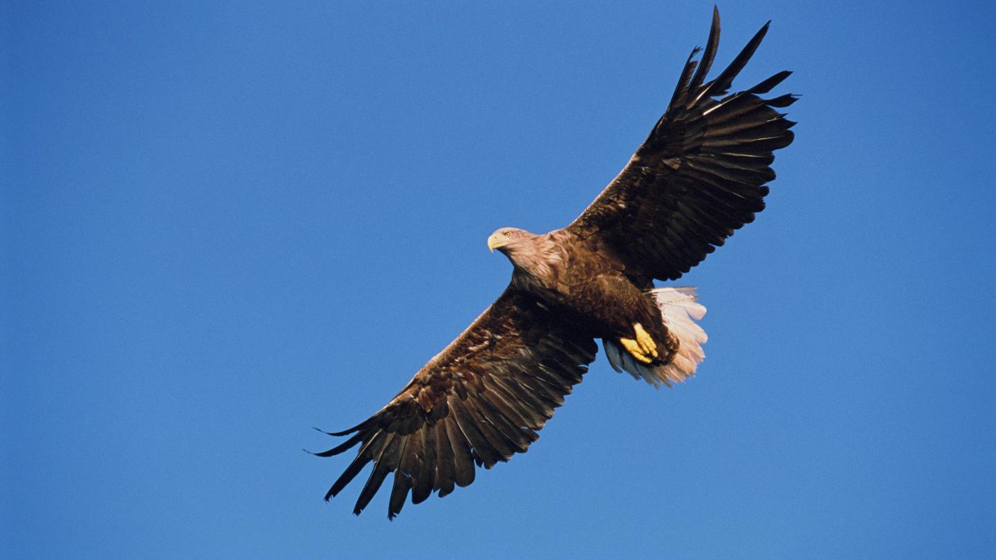 Golden eagles are among the birds of prey which have a new home in Wales -  Wales Online