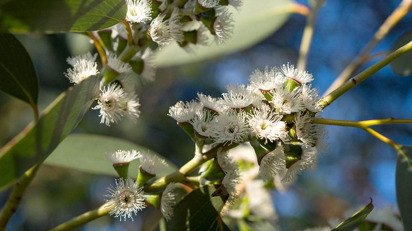 Eucalyptus (Eucalyptus spp.) - British Trees - Woodland Trust