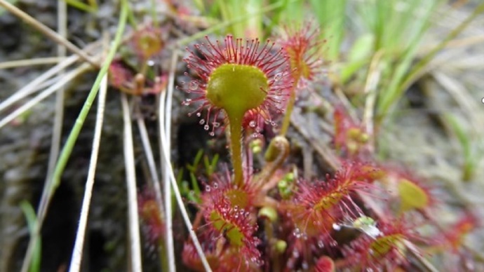 Sundew plant with a green stem and body surrounded by pink tendrils