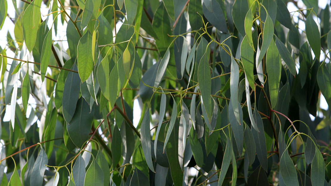 Eucalyptus (Eucalyptus spp.) British Trees Woodland Trust Eucalyptus (Eucalyptus spp.) British Trees Woodland Trust
