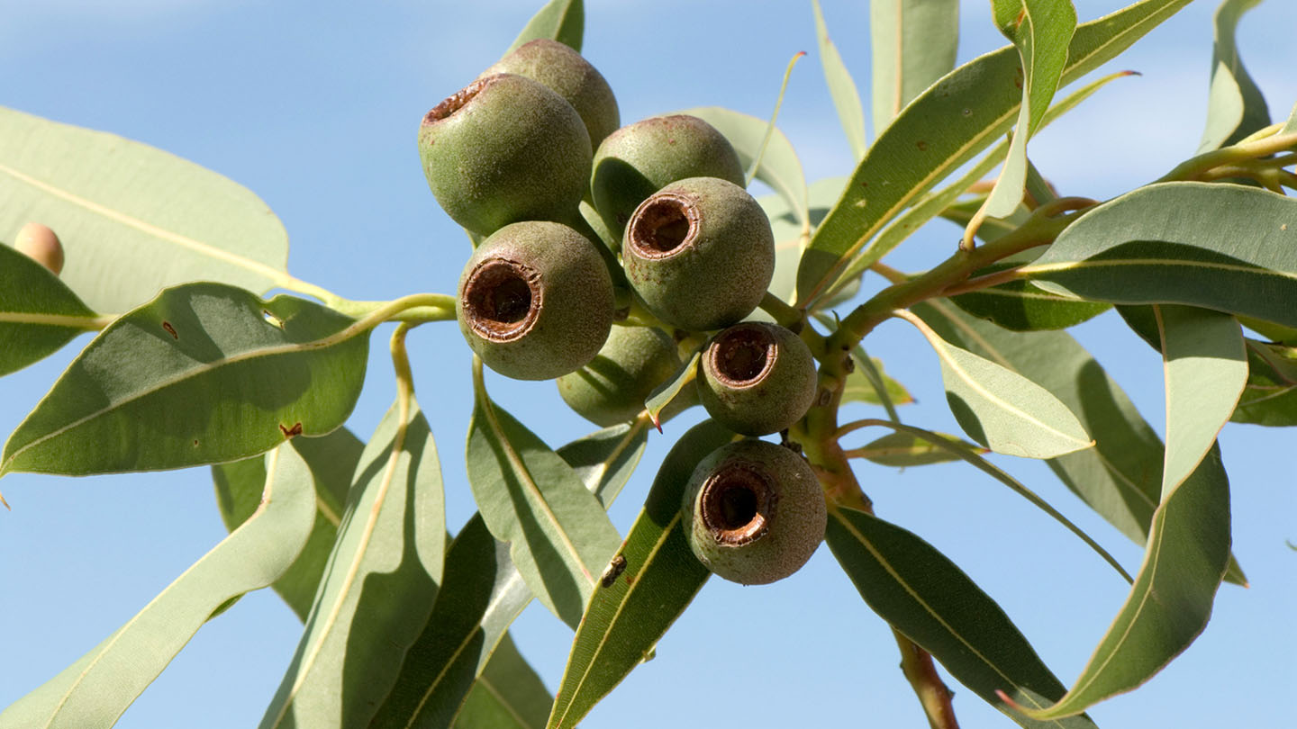 Eucalyptus (Eucalyptus spp.) - British Trees - Woodland Trust