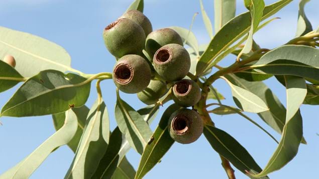 Eucalyptus fruit pods
