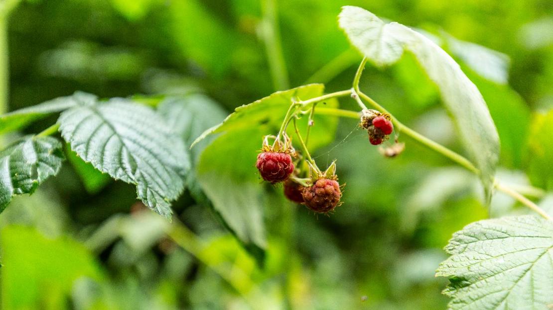 Wild raspberries at Everdon Stubbs