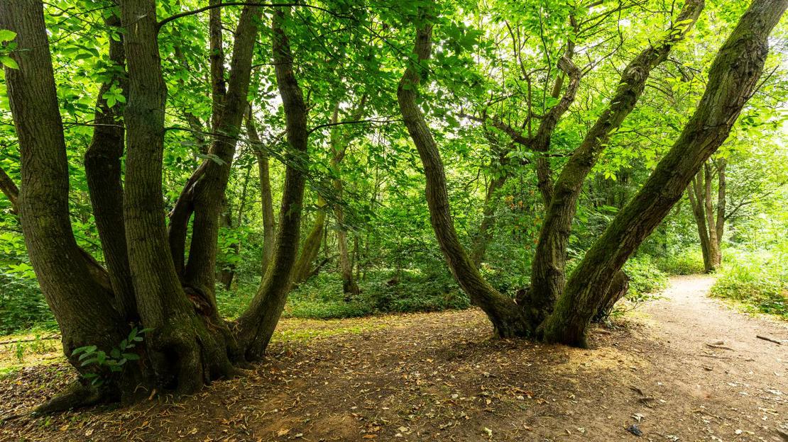 Old coppice stools at Everdon Stubbs