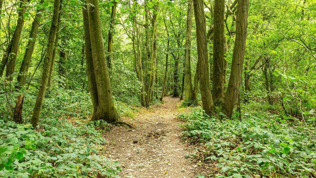 Path through trees at Everdon Stubbs