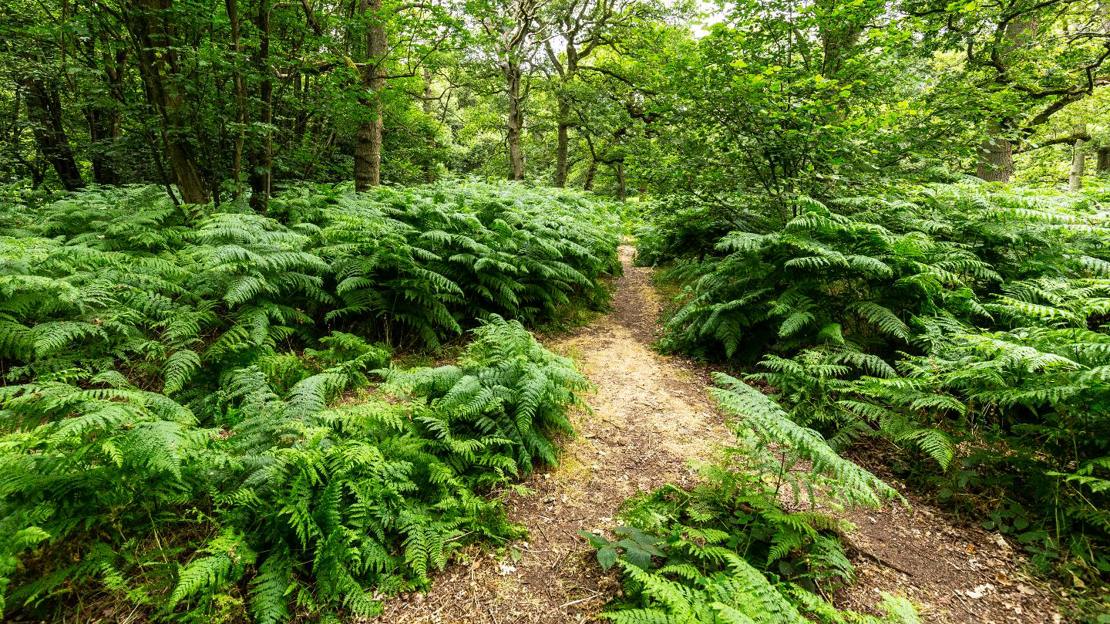 Path through bracken at Everdon Stubbs