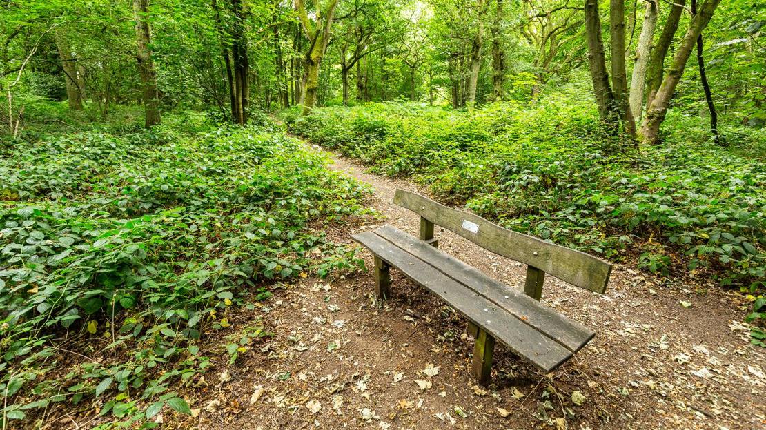 Wooden bench by a woodland path at Everdon Stubbs
