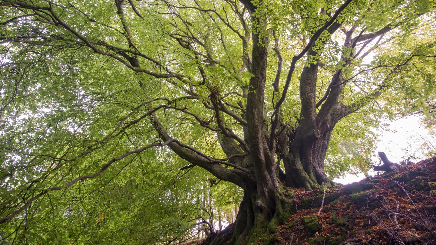 Little Doward Woods - Visiting Woods - Woodland Trust