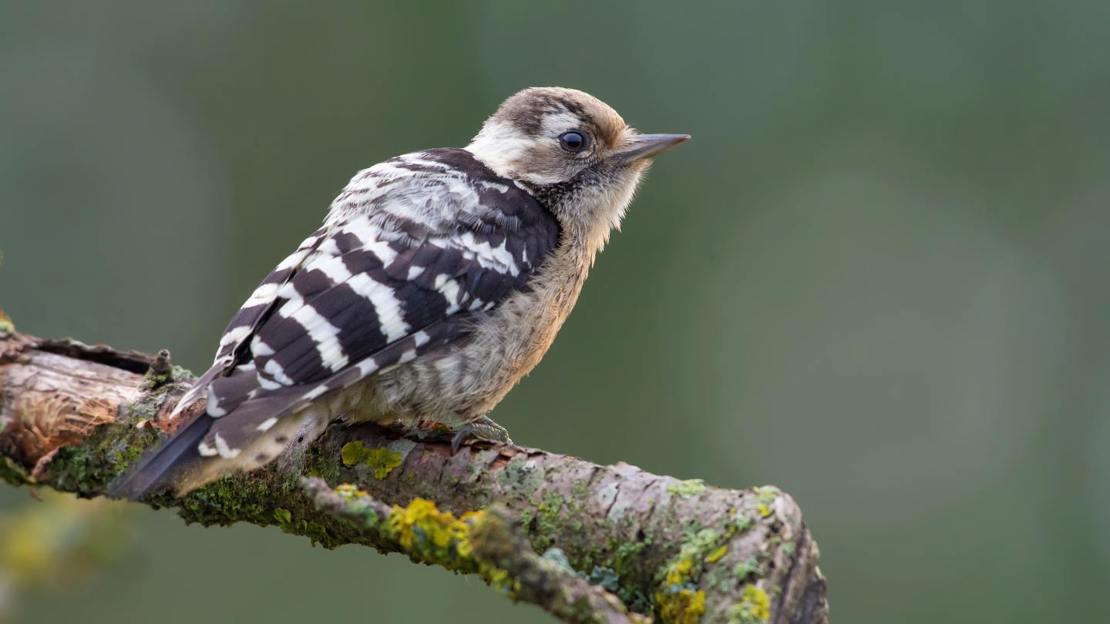 Juvenile lesser spotted woodpecker on branch