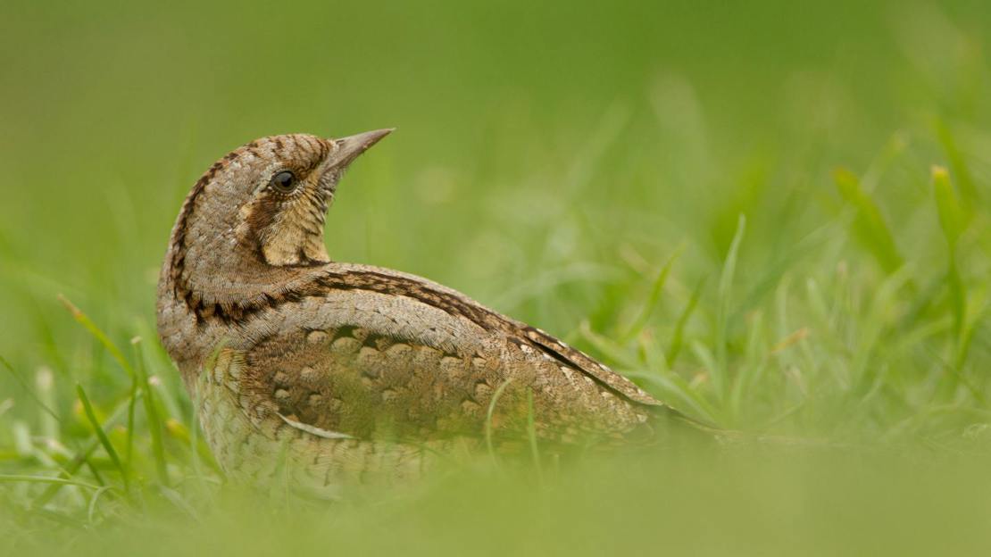 Wryneck on the ground among grass
