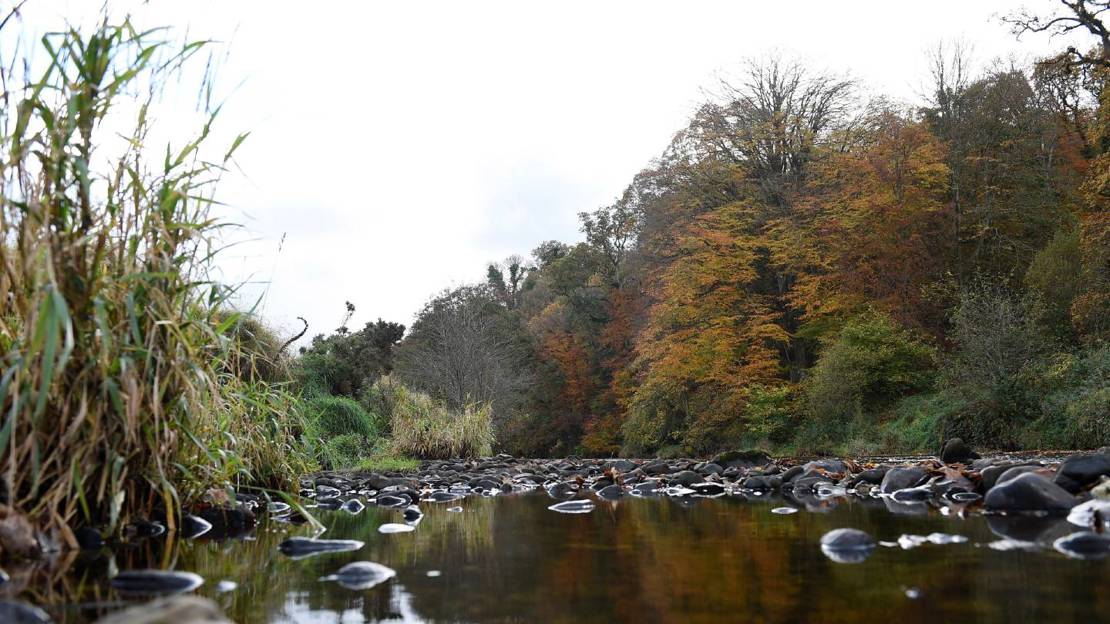 Wood in Northern Ireland