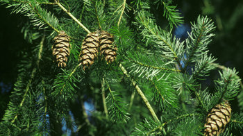 Douglas fir pine cones Douglas fir pine cones