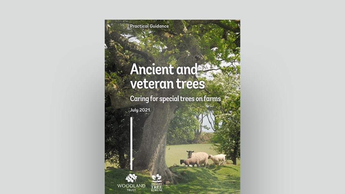 Ancient And Veteran Trees Caring For Special Trees On Farms Document Cover
