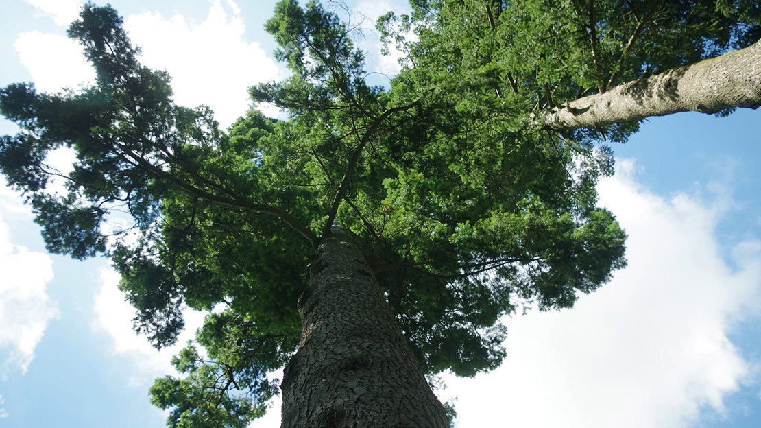 Douglas fir looking up trunk into canopy