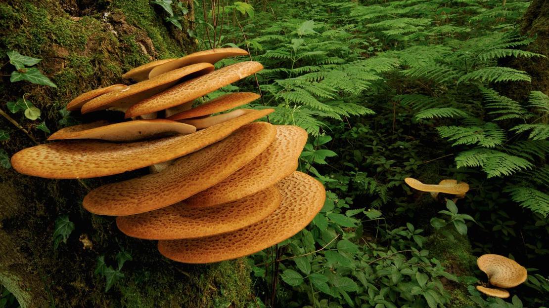 Fruiting bodies of dryad's saddle fungi