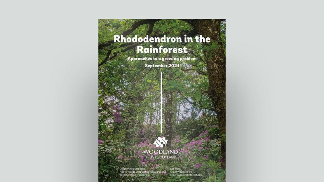 Rhododendron In The Rainforest Document Cover