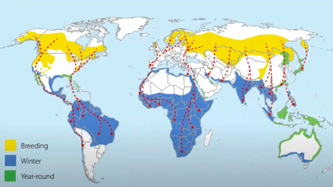 Map of the world shows areas where ospreys live year-round, where they overwinter in the southern hemisphere and where they breed in the north. Dotted lines show migration routes between north and south.
