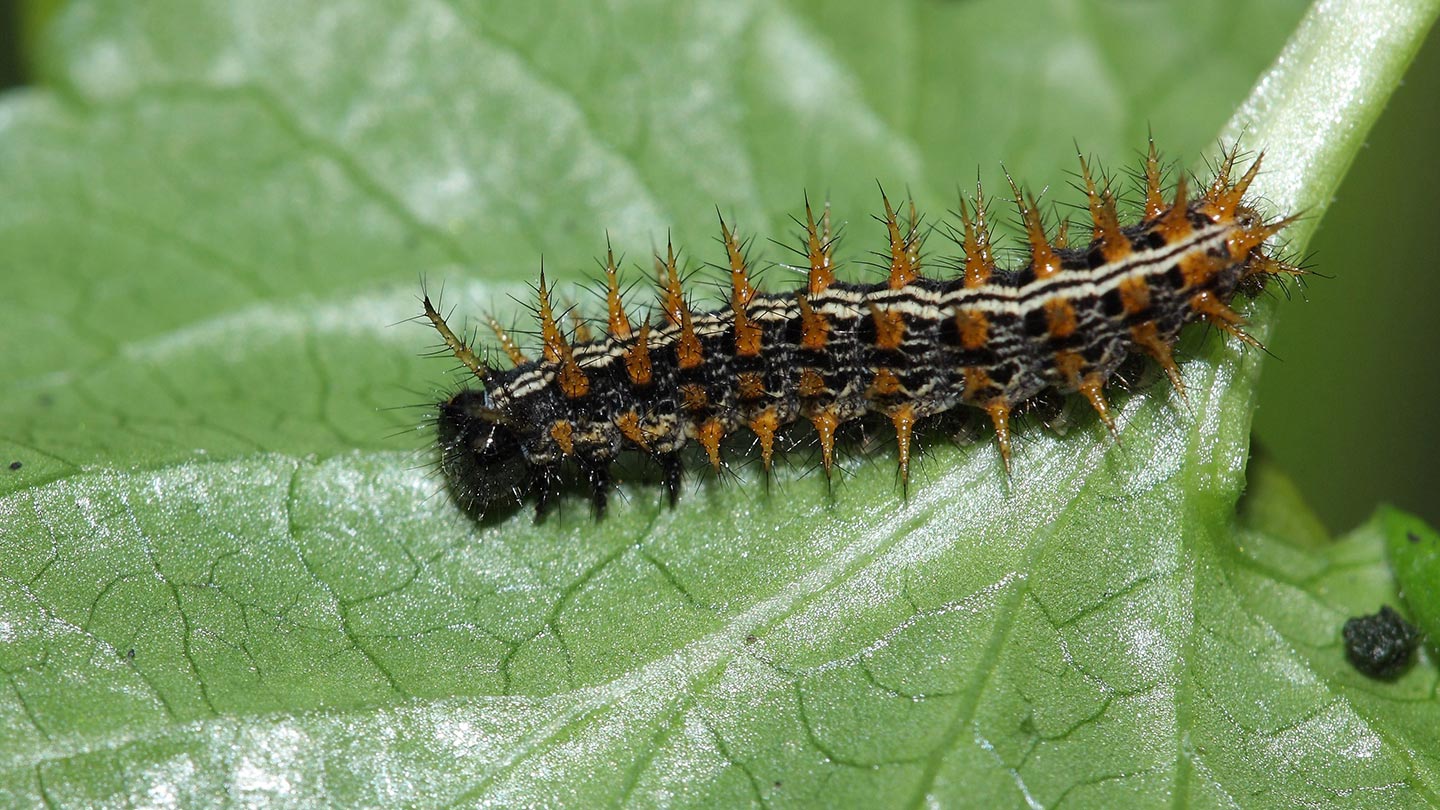 Are Caterpillars Insects? And Other Facts - Woodland Trust