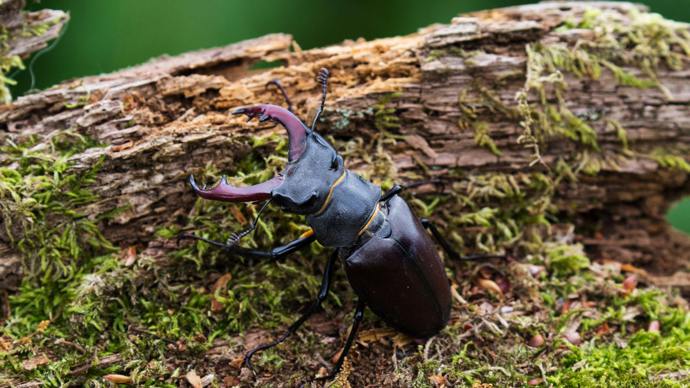 Stag beetle on mossy piece of fallen deadwood