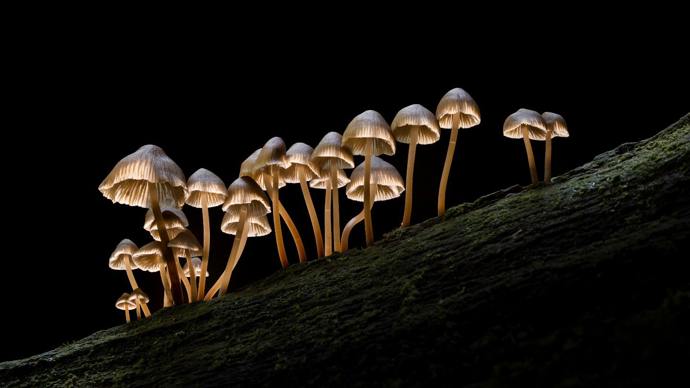 Group of oak-stump bonnet cap mushrooms growing from deadwood
