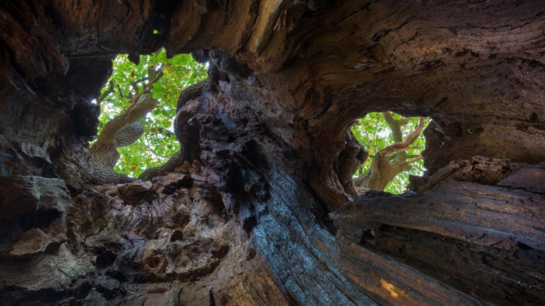 The hollow trunk of a veteran English oak looking up to the canopy through rot holes