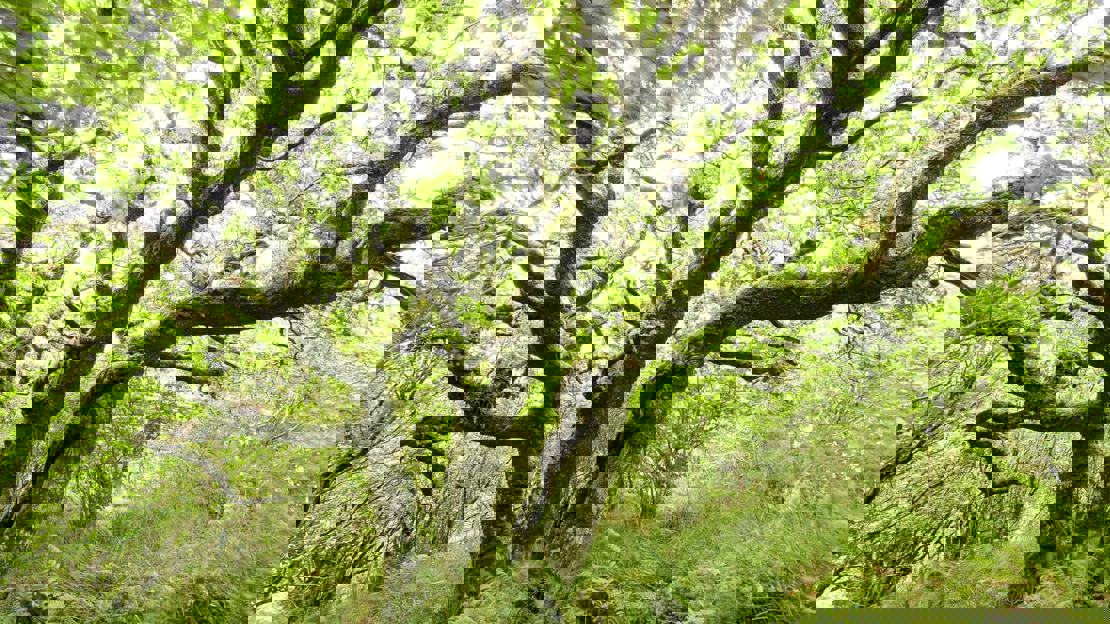 A gnarly old tree with many branches covered in moss