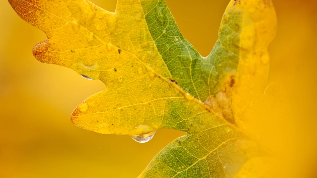 English oak leaf turning yellow in autumn