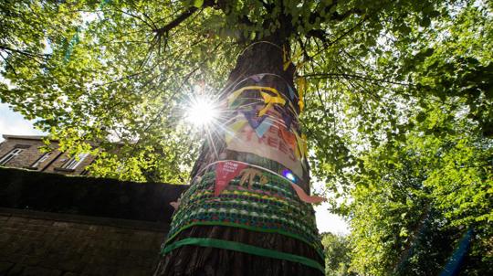 Chelsea Road elm, Sheffield street tree, wrapped in bunting and ribbons