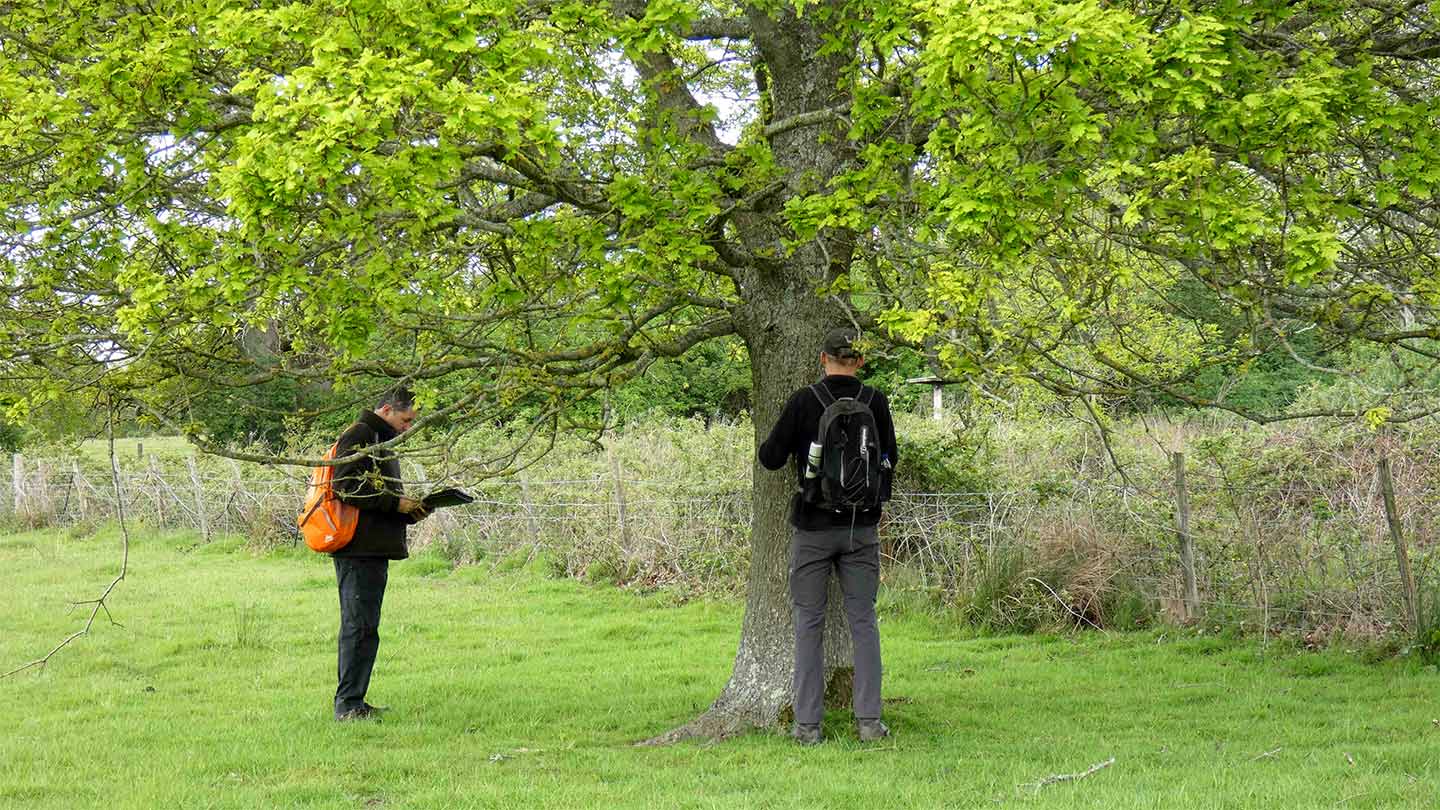 Uncovering Ancient Trees - Woodland Trust