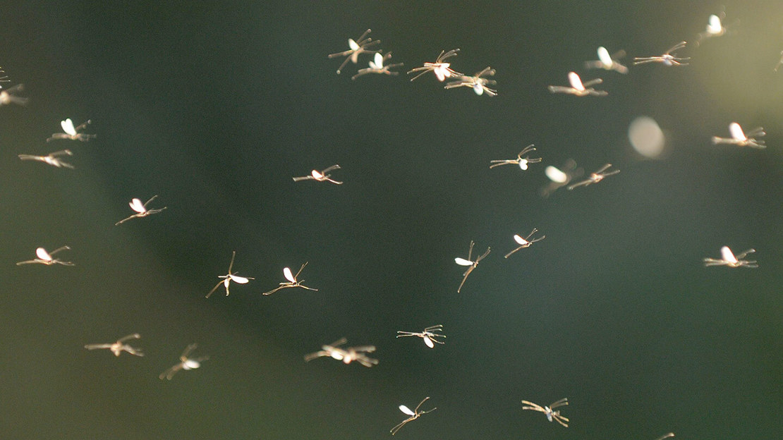 Several gnats flying together in mid air
