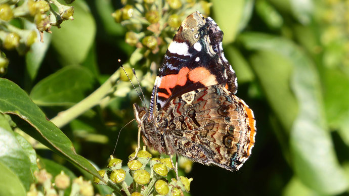 Red admiral butterfly perched on green flowers