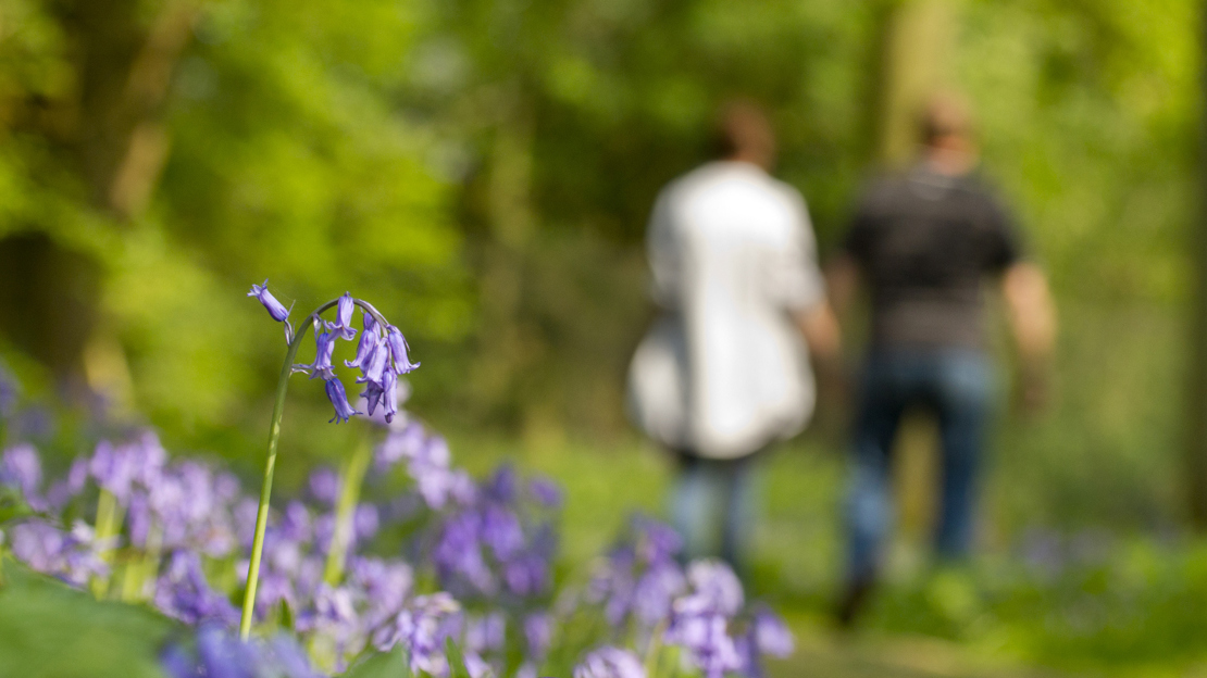 Couple walking in woodland with bluebells