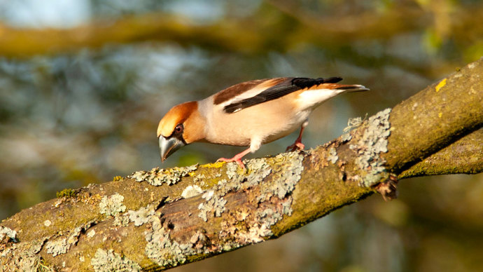 Hawfinch on a tree branch