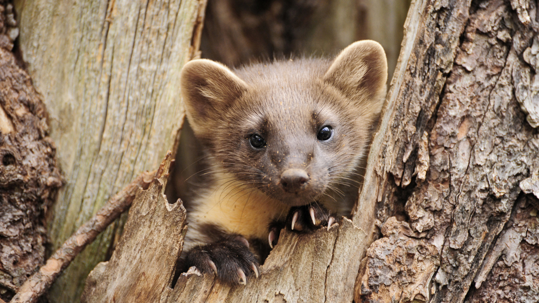 Pine marten peeking out of tree trunk
