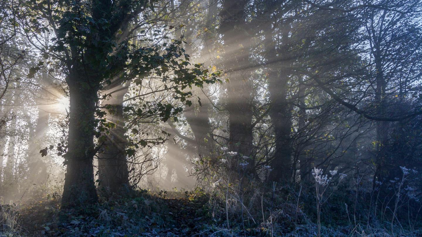 Sign: path is closed to vehicles, riders and teams, free for forest  enterprise, trees in the back Stock Photo - Alamy