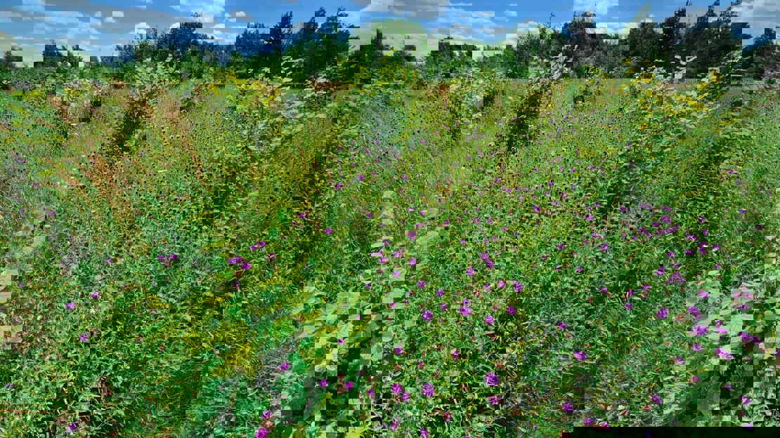 Small young trees growing among purple, red and yellow wildflowers