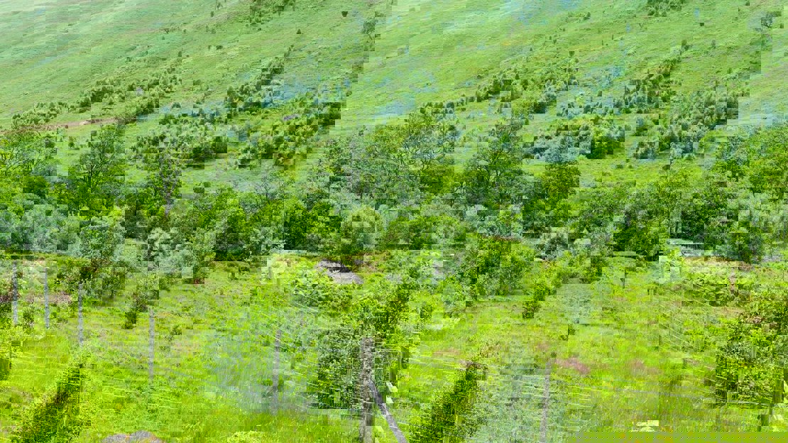 Lots of trees scattered throughout a green hilly landscape