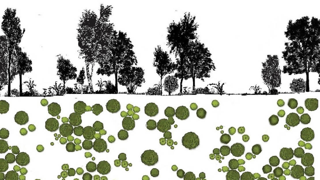 A black, white and green diagram showing a tree planting plan of different varieties, sizes and spacings